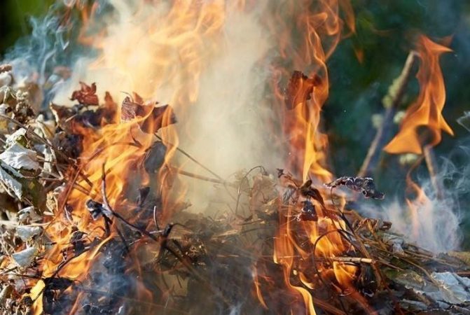 Екологи Херсонщини закликають: «Не паліть опале листя!»